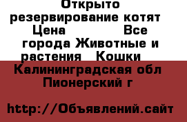 Открыто резервирование котят › Цена ­ 15 000 - Все города Животные и растения » Кошки   . Калининградская обл.,Пионерский г.